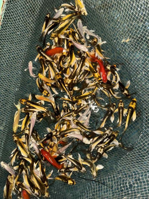 Кої вуаль привозні