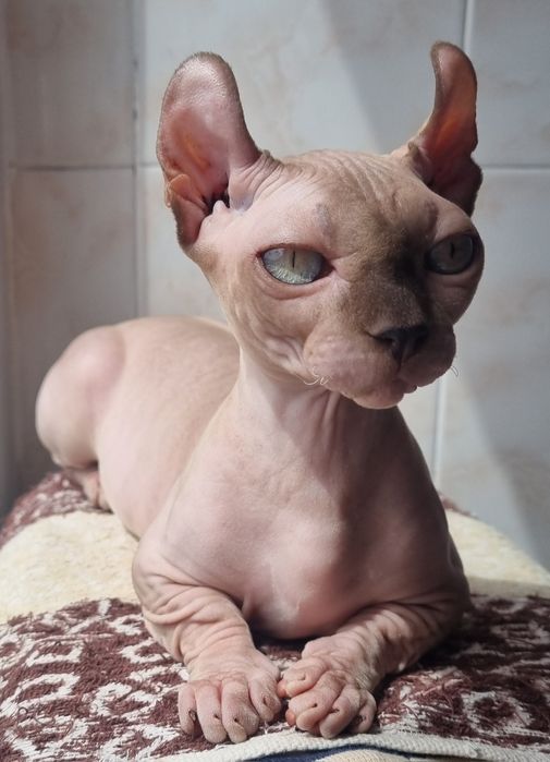 Котята двельф с изумрудными глазамими