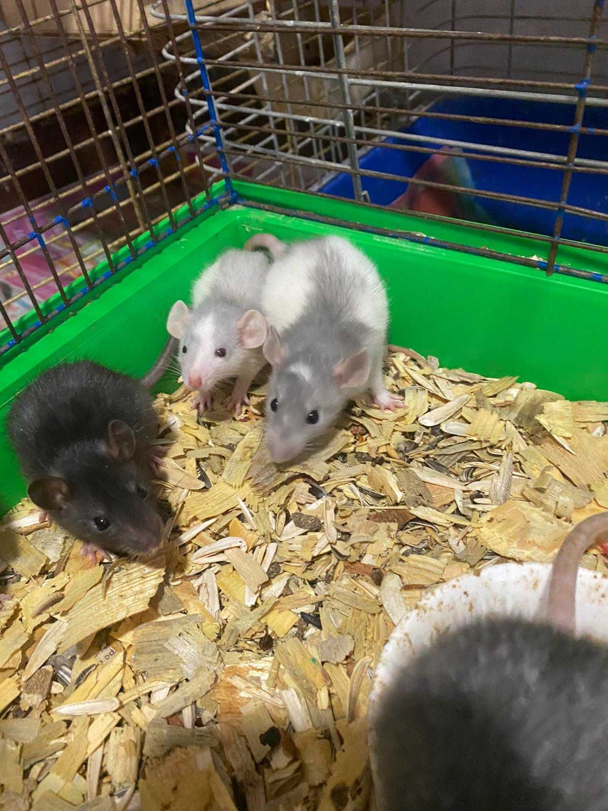 Крысята дамбо и стандарт, декоративные домашние крыски