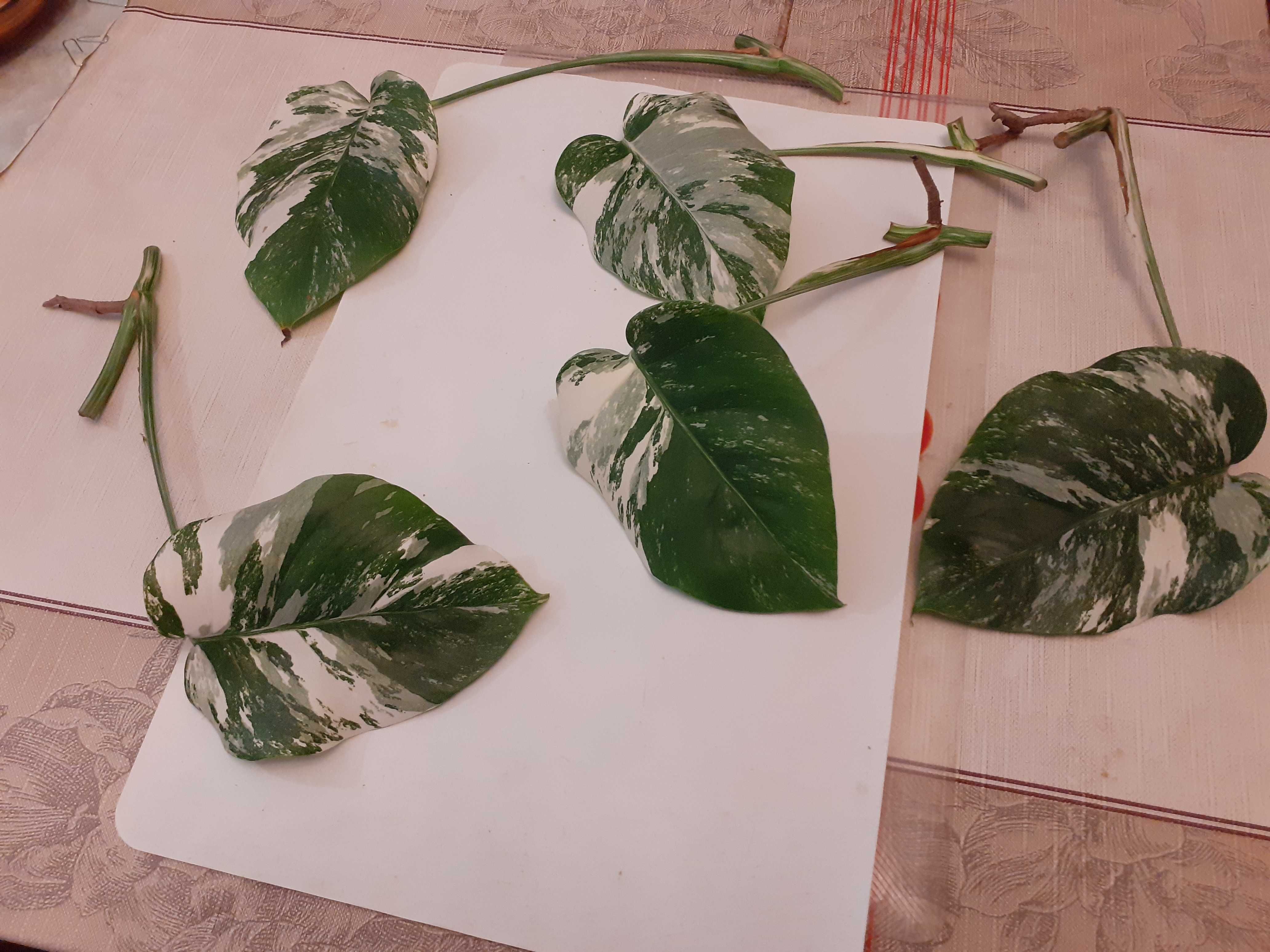 Rośliny doniczkowe -  BIAŁA Monstera VARIEGATA