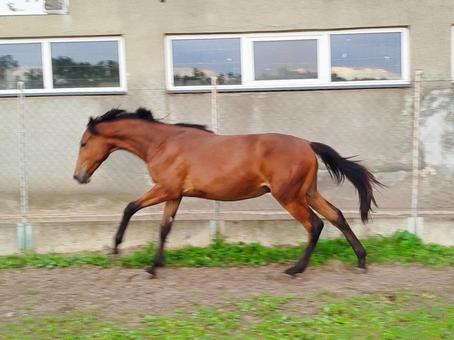 Wałach 1.5 roku po Ebano bardzo wysoki