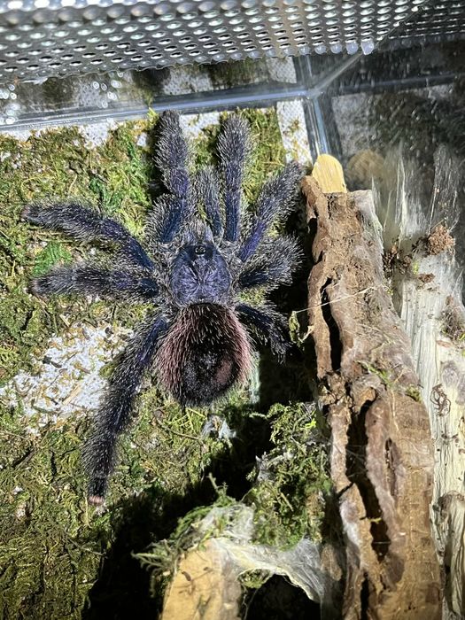 Avicularia Juruensis M2 Peru Purple L3