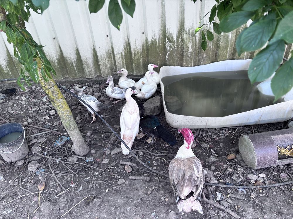 Patos  e patinhos