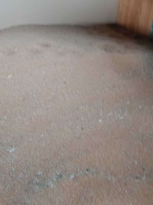 Sprzedam proso tegoroczne. Nie pryskane na dosuszanie.