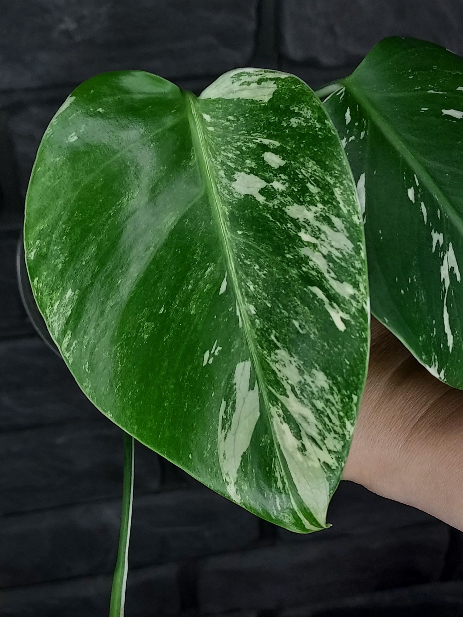 Monstera Variegata #1