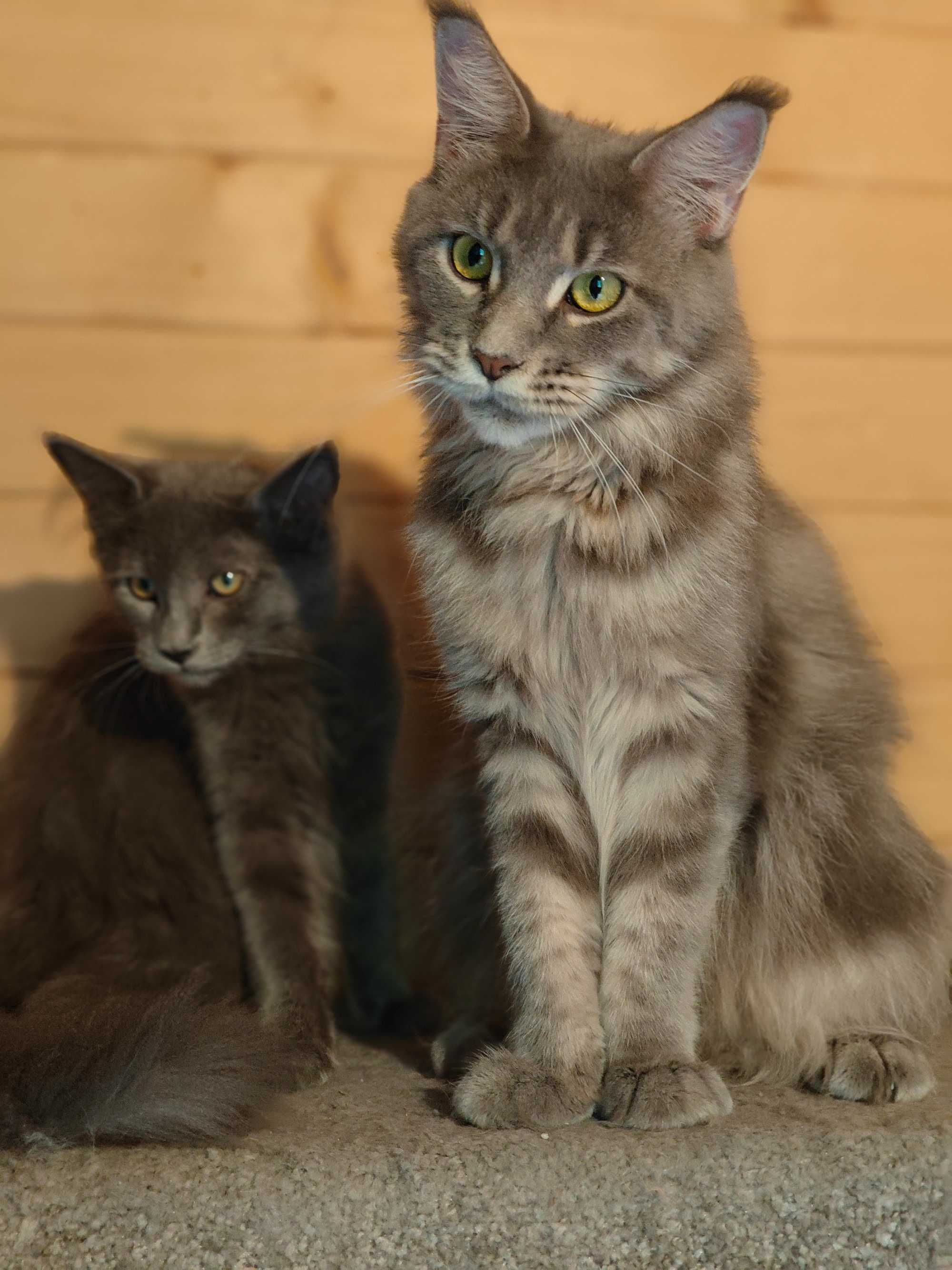 Kocięta Mco Maine coon niebieskie srebrne dymne fpl ccf