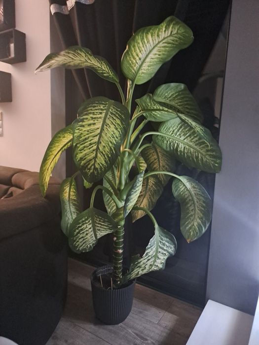 Difenbachia! 140 cm