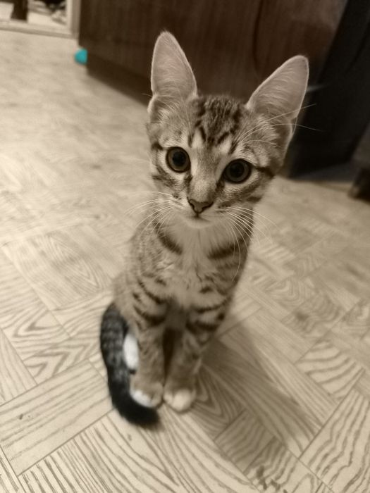 Отдам милого котенка в хорошие руки