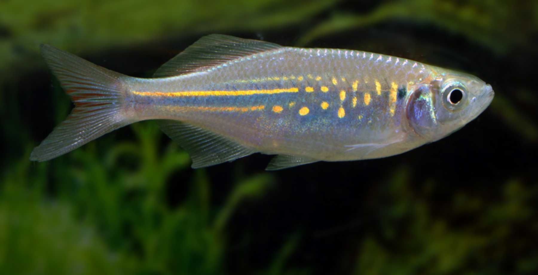 Danio malabarski - Devario malabaricus - Malabarskie - dowóz, wysyłka