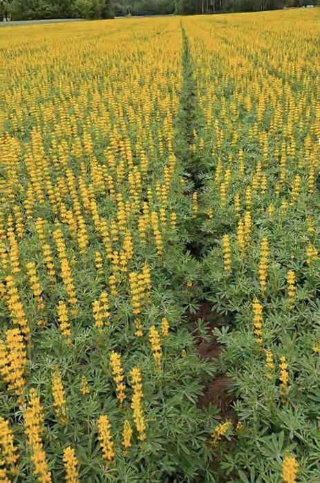 Łubin żółty słodki