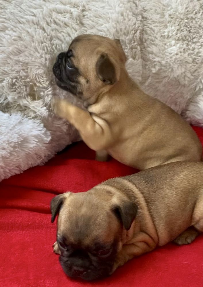 Na sprzedaż piesek buldog francuski. Przyjmujemy rezerwacje!