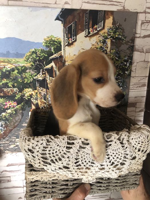 Біглята хлопчик і дівчинка