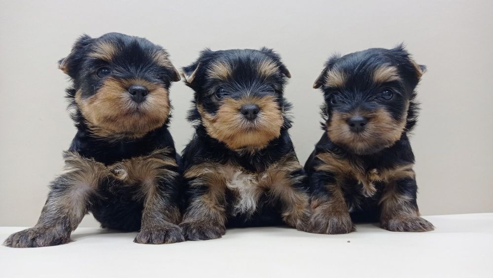 Большая семейка Одесская