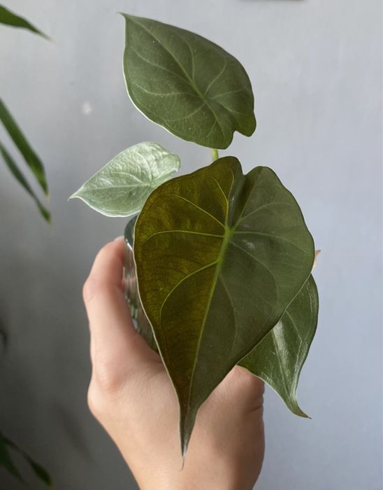 Alokazja Wentii/ Uhinkii/