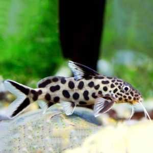Giętkoząb czarnopłetwy - Synodontis petricola - mały sumik. Wysyłka