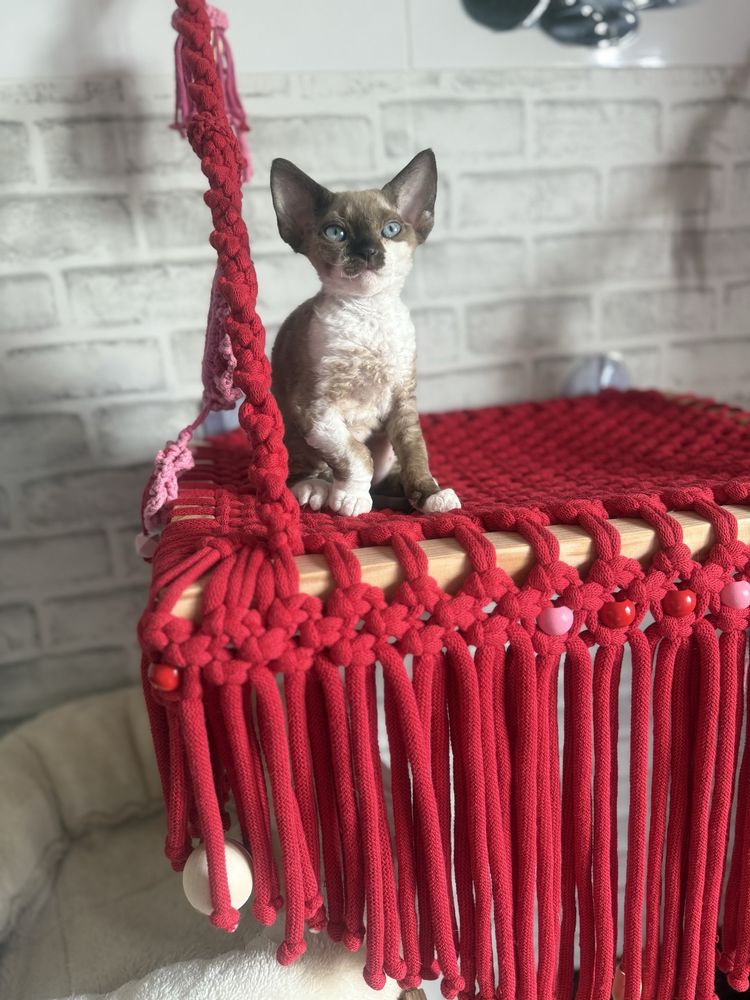 Kotka Devon Rex JELLY