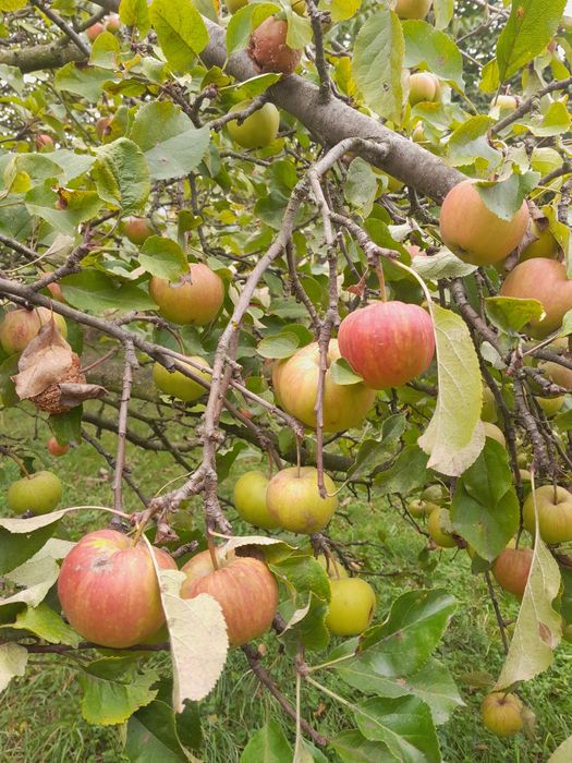 Jabłka eko różne odmiany wysyłka