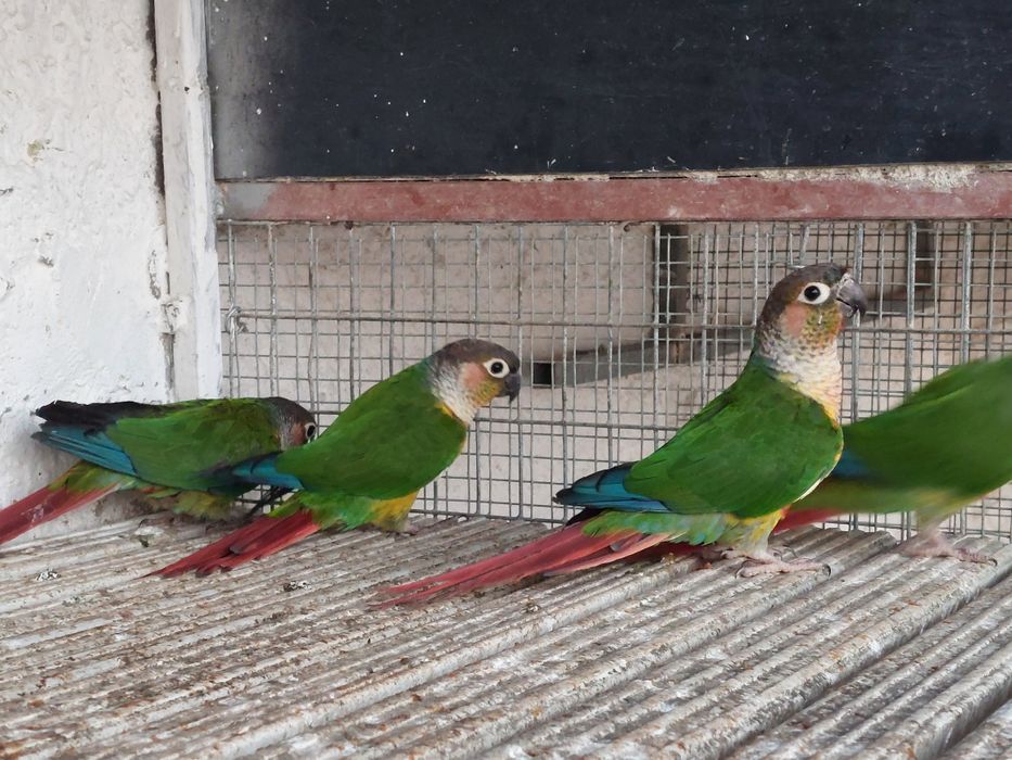 Tenho para cedências varios casais roselas e pyrrhuras loris