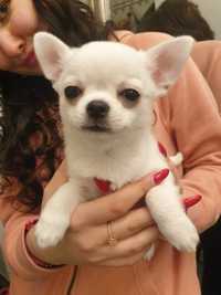 Chihuahua krótkowłosy ZKWP FCI