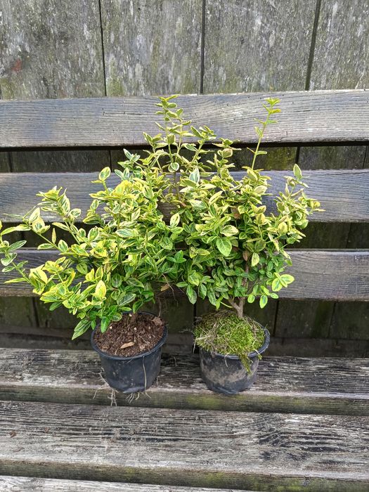 Продам тую колумна, брабант, літл гігант, бересклет