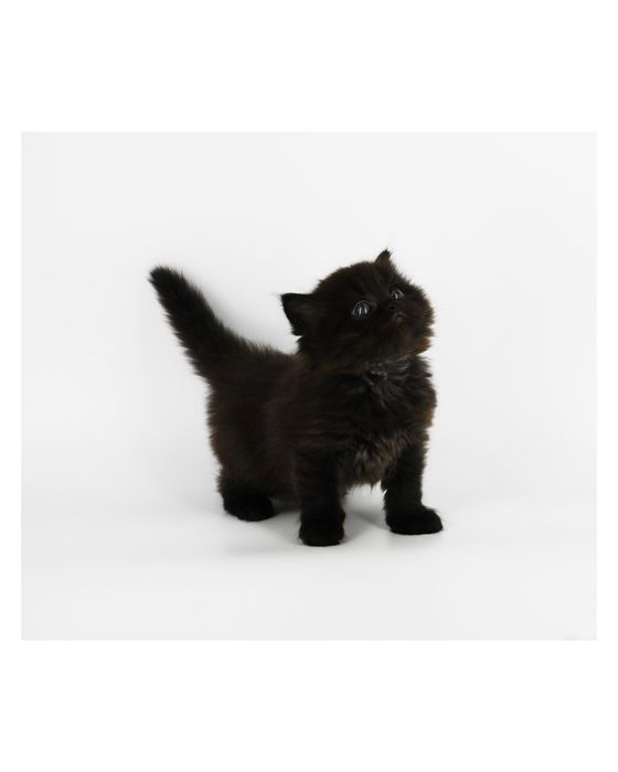Длинношерстный черный котенок