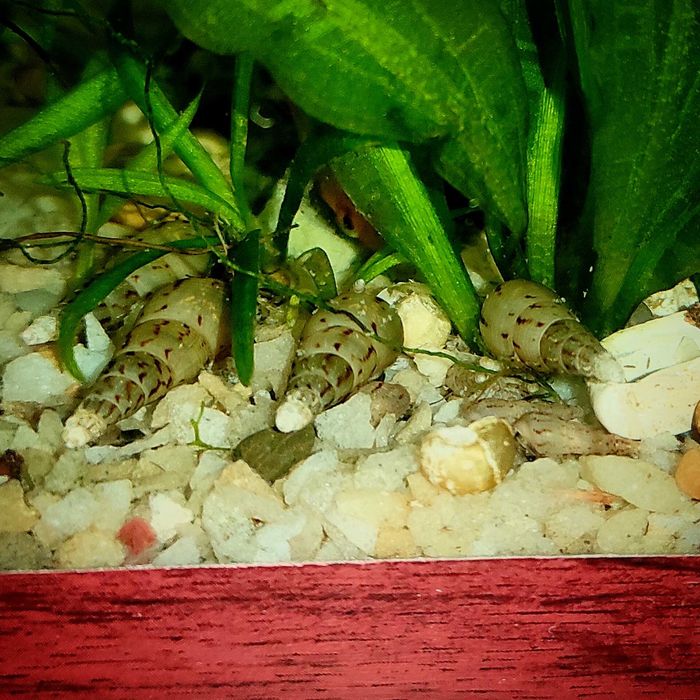 Мелания улитка, аквариумная