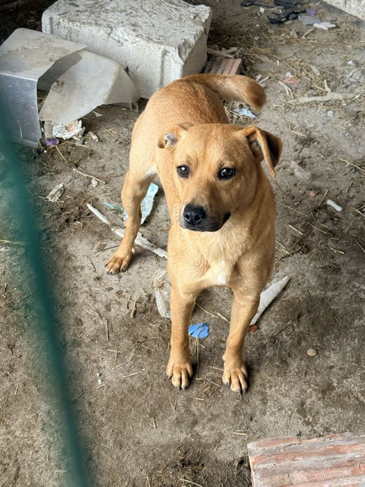 Oddam pieska za darmo