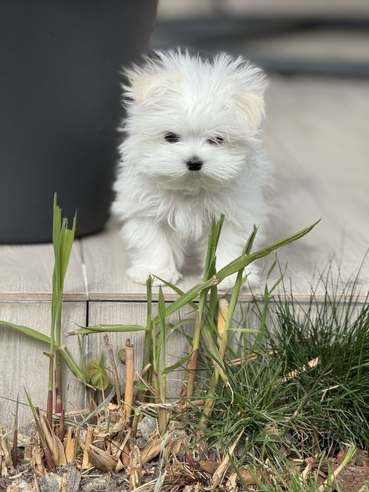 Malutki chlopczyk z rodowodem FCI