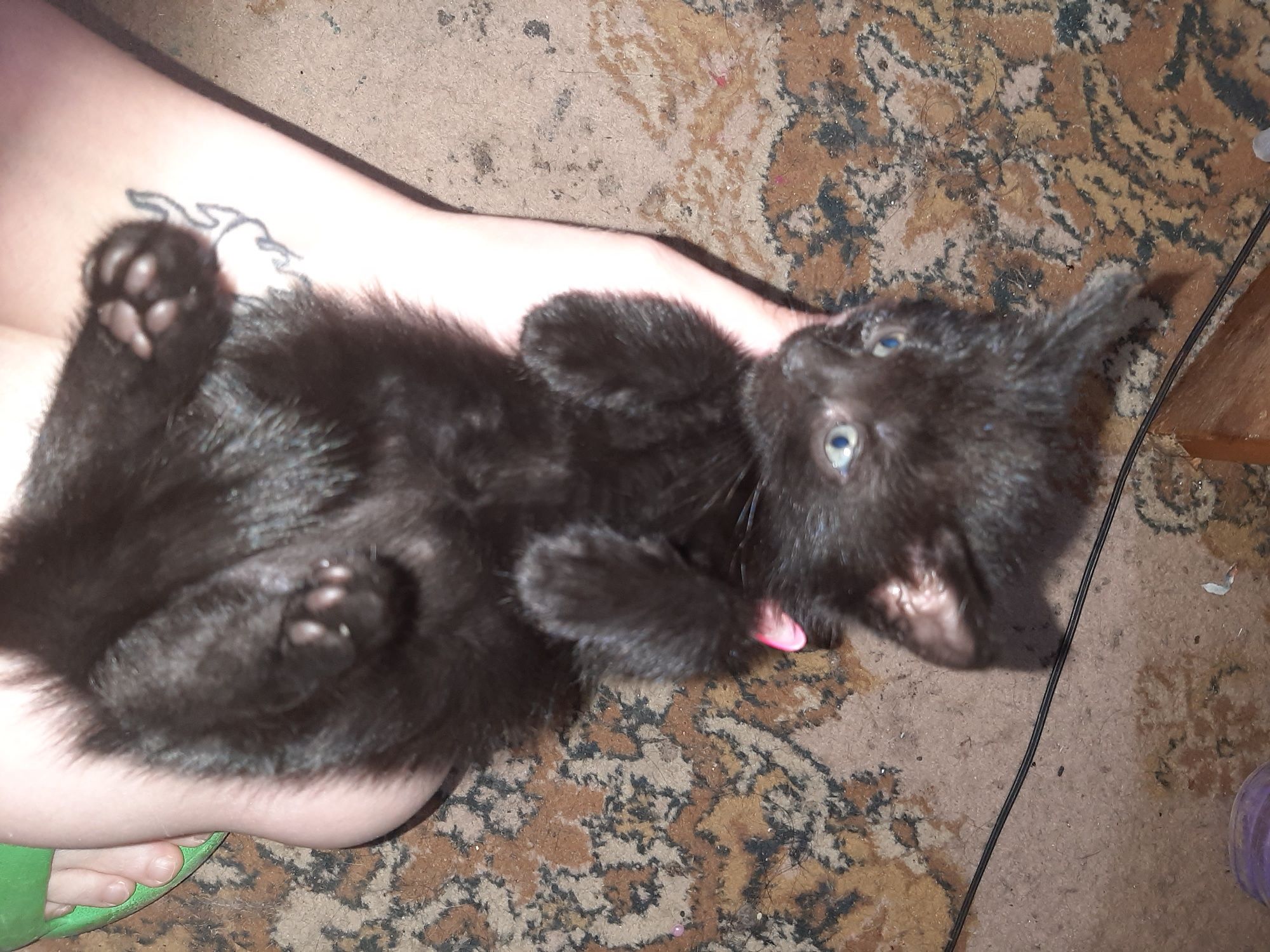 Отдам котят в добрие руки
