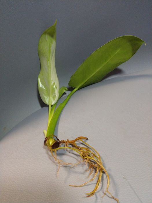 Philodendron Jose Buono