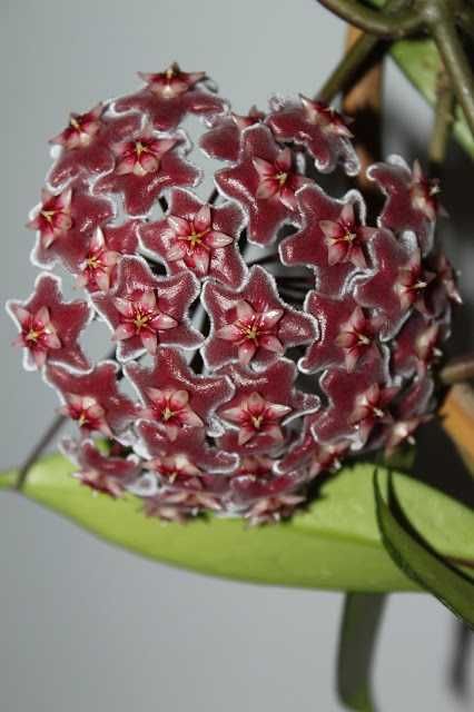 Mega piękna hoya  pubicalyx splash pink
