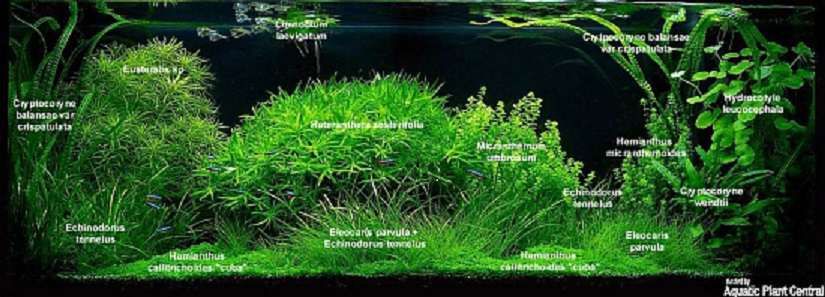 Cryptocoryne Crispatula RARYTAS