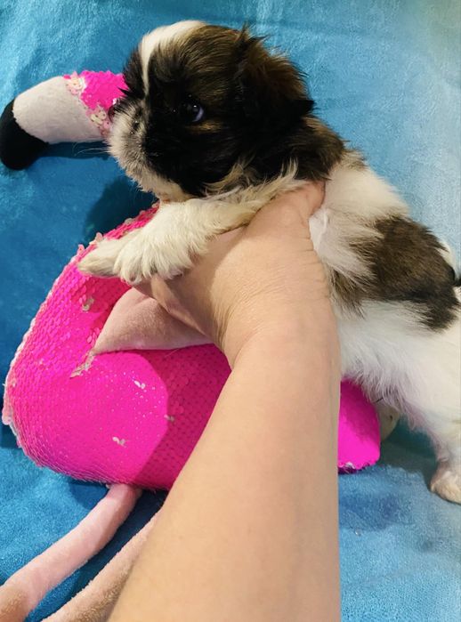 Мини щеночек ши-тцу