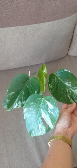 Монстера альба, варієгатна