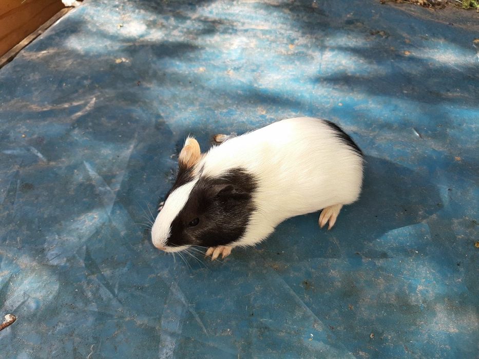 Морские свинки))