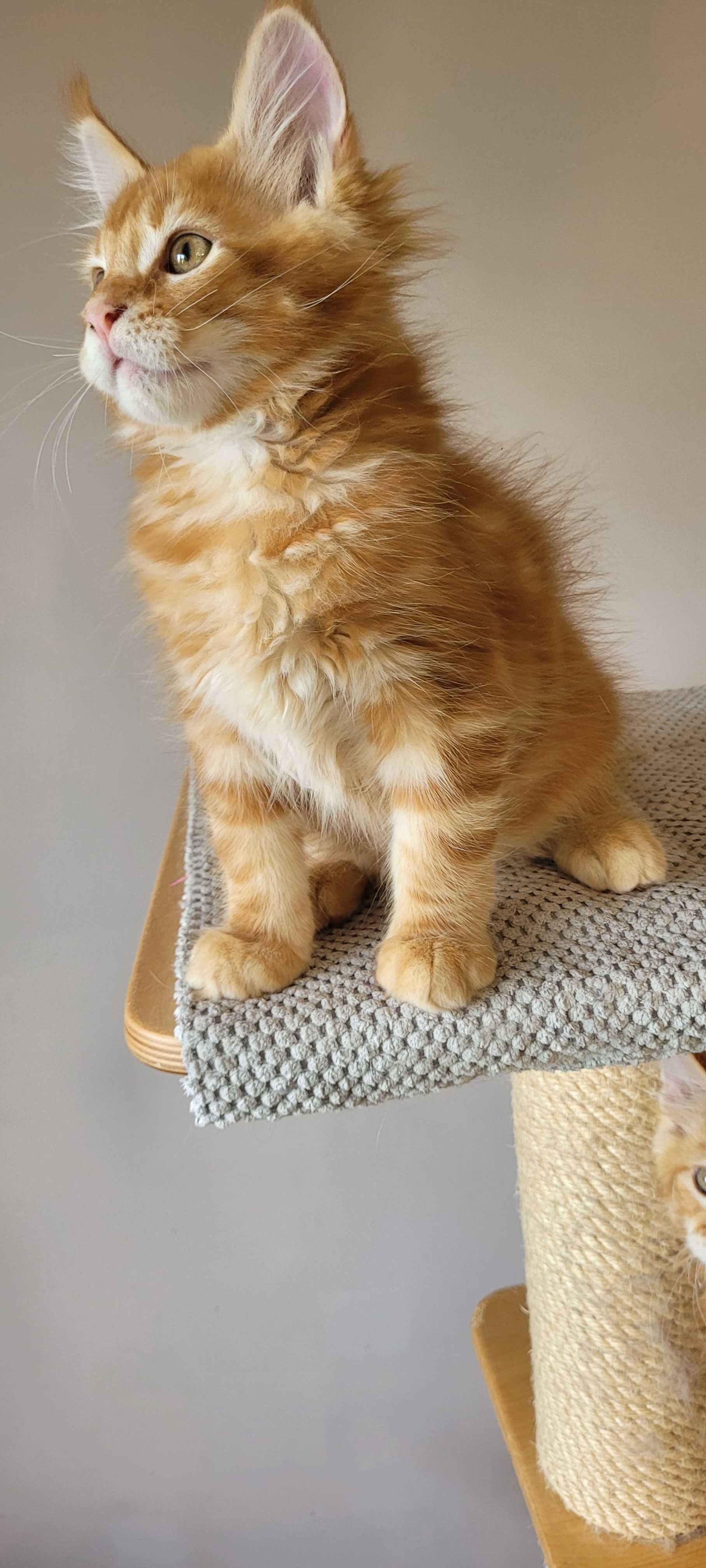 Sprzedam kocurka Maine Coon z legalnej hodowli