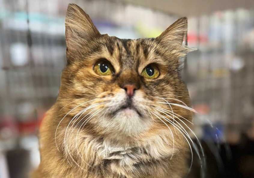 Ласкава Марфуша чекає дива! кішка пухнаста, кіт кошеня кошка