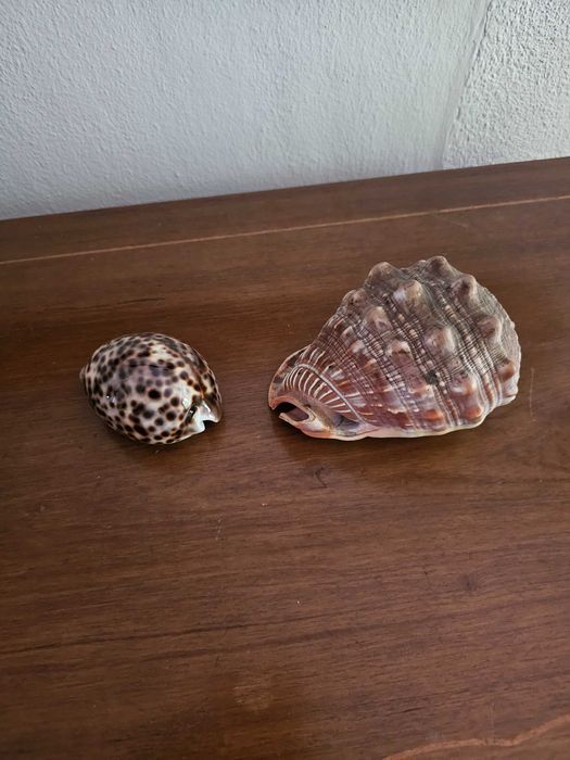 Conchas naturais – Tritão Gigante e Búzio-Tigre