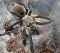 Невероятно красивый паук птицеед Monocentropus balfouri самки L12+