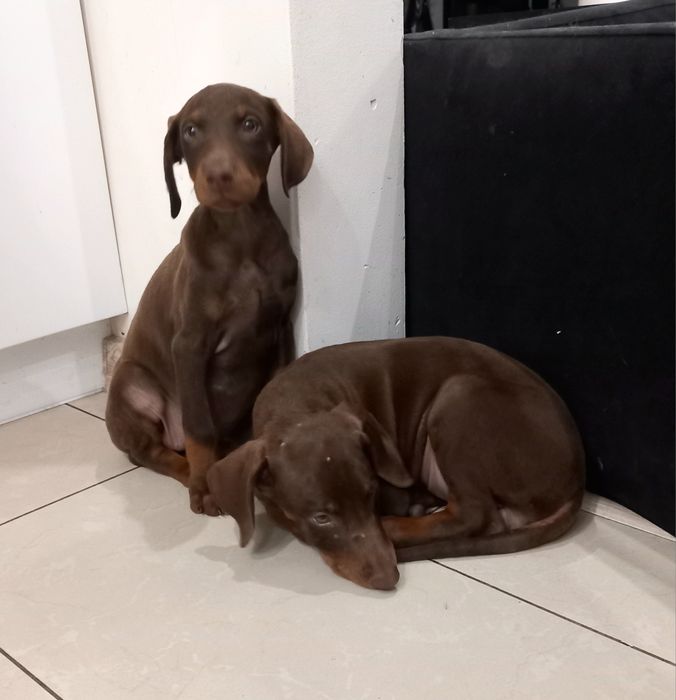 Doberman suczka czekoladowa