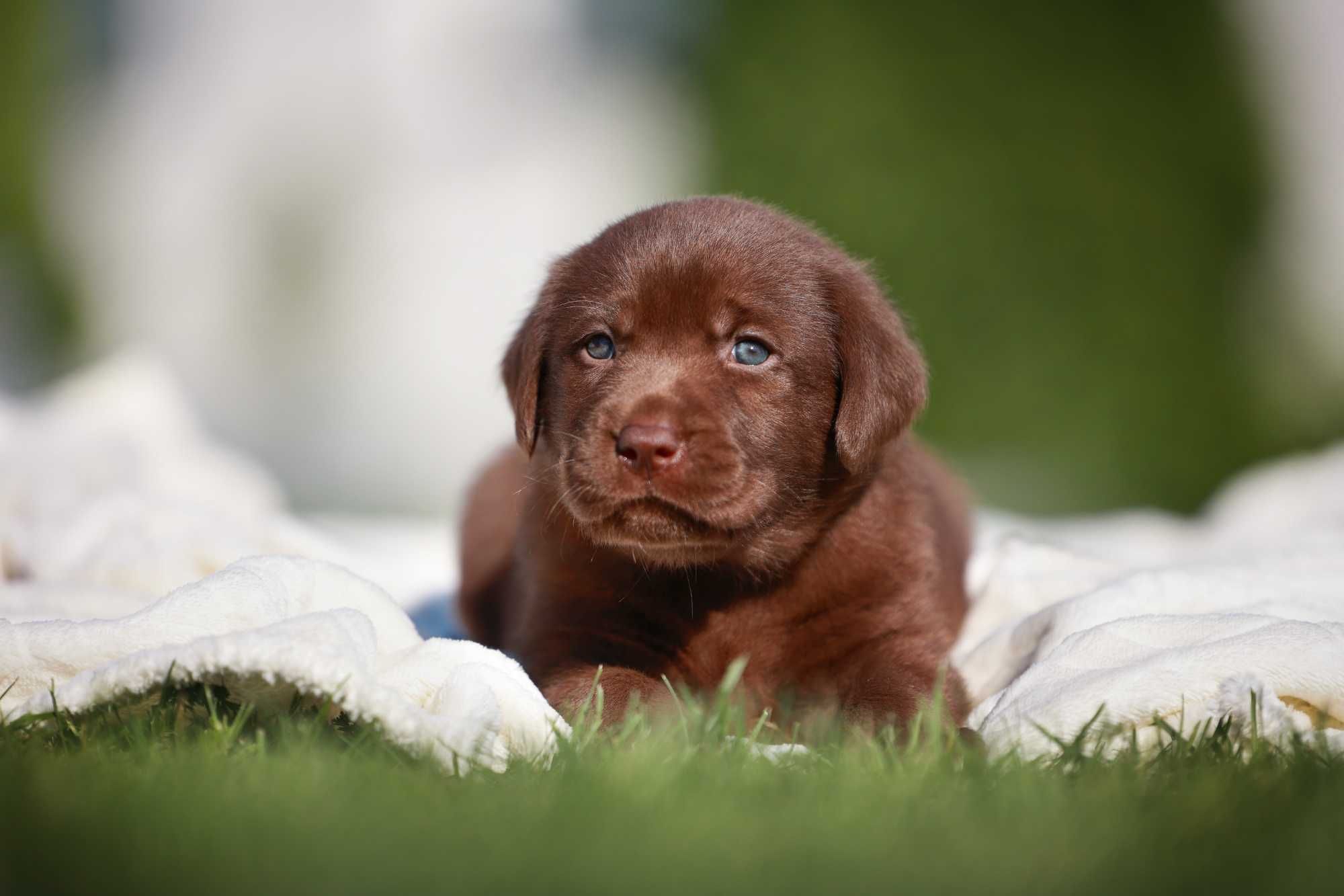 Labrador retriever