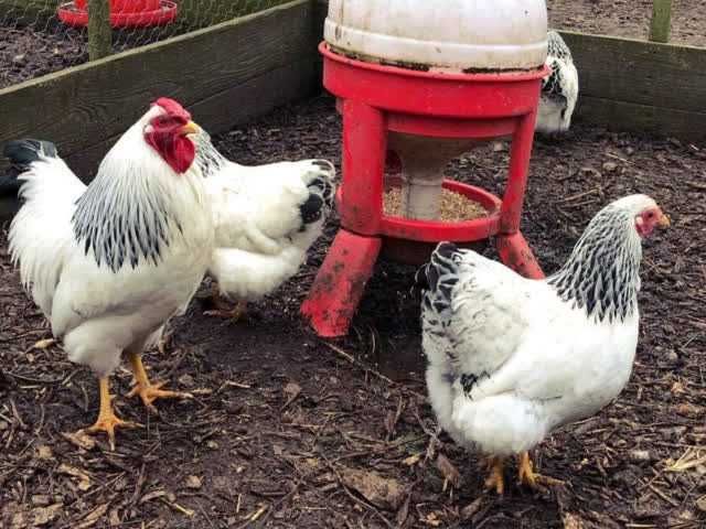 Віандот (колумбія, блакитна, смугастий) яйце інкубаційне