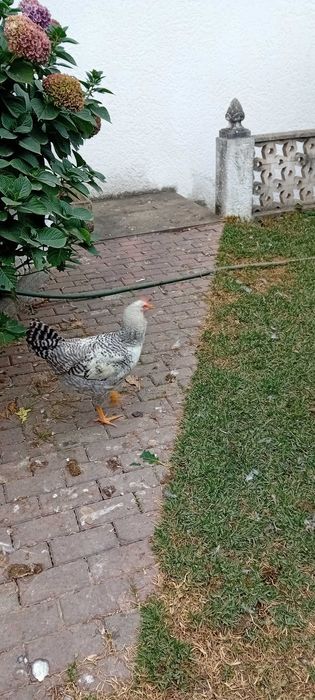 Galos jovens Bielefelder cor prata