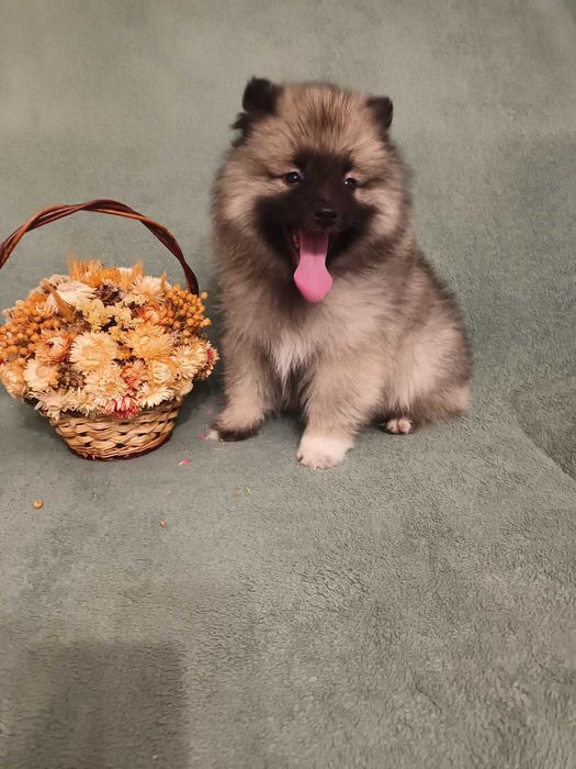 Szpic Wilczy - suczka