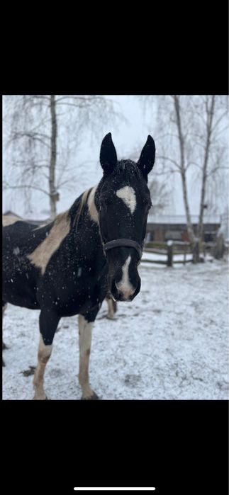 Klacz szuka dobrego domu