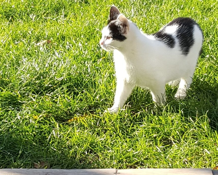 Koty i kotki do oddania