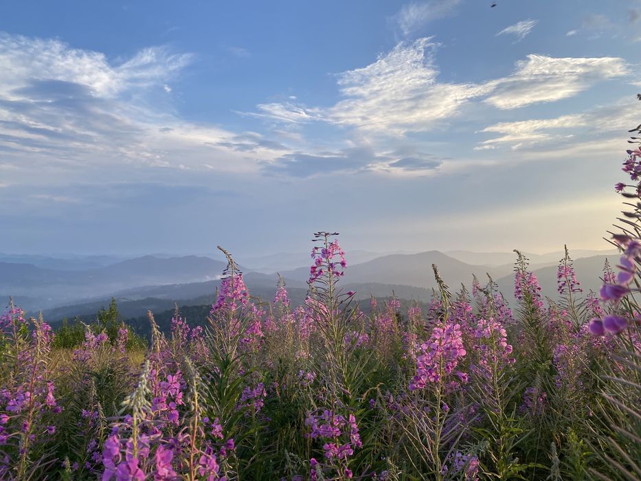 Иван Чай ферментированый.Ферментований гранульований іван чай З КАРПАТ