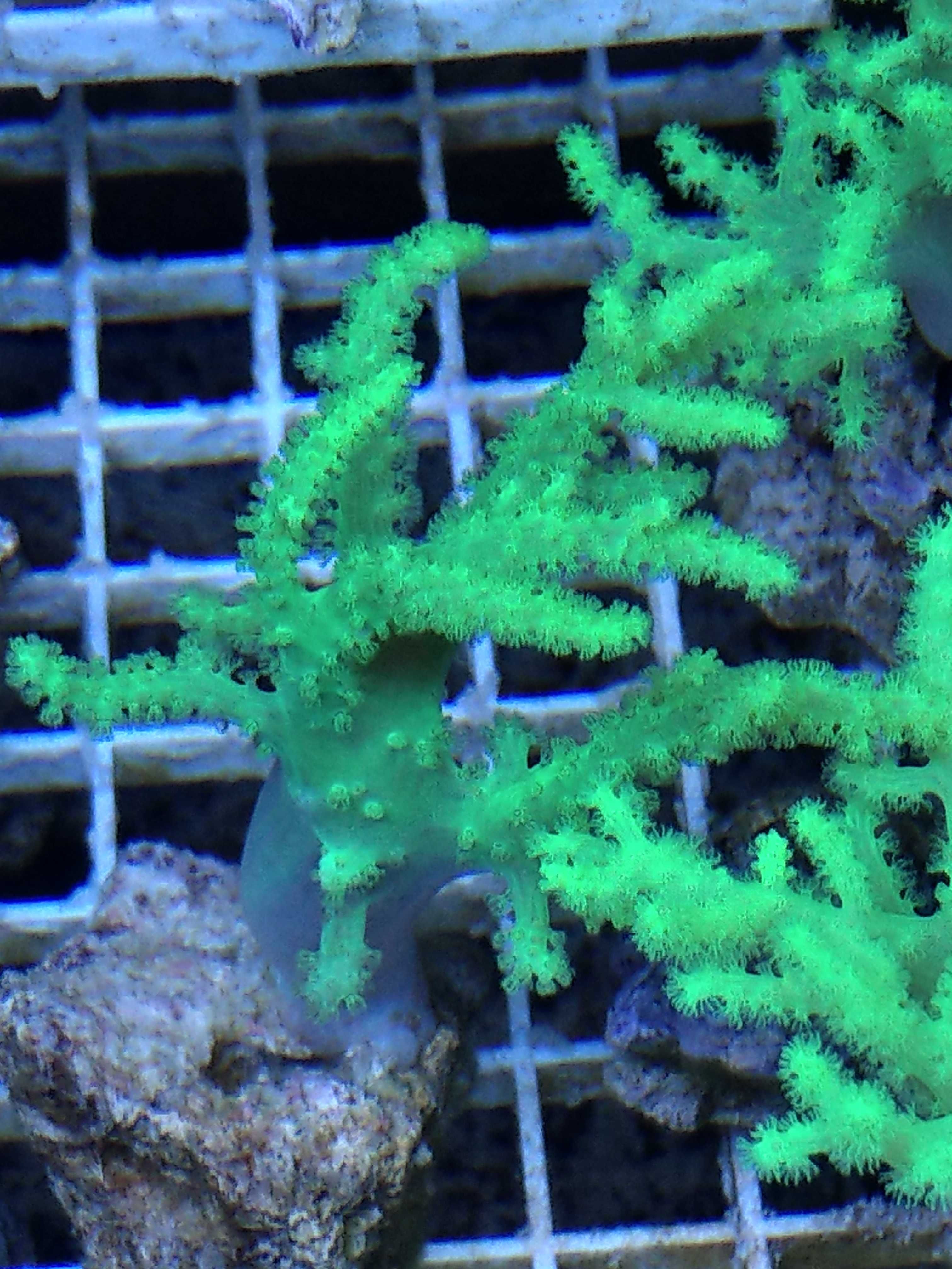 Koralowce LPS, miękkie.