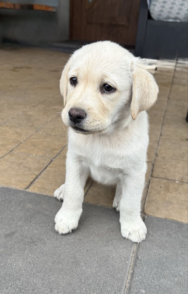 Piekna Suczka Labrador Retriever FCI
