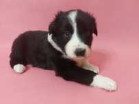 Border Collie suczka z badaniami genetycznymi